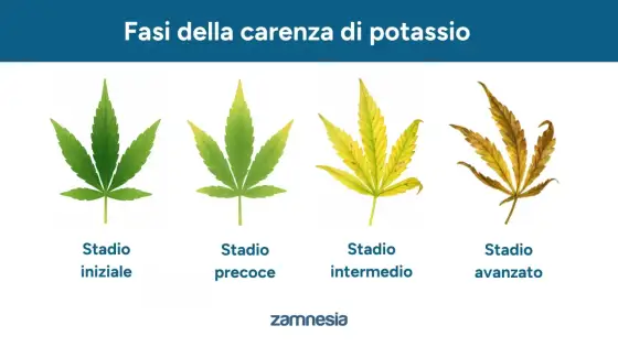 Potassio nelle piante - La guida completa per coltivare meglio