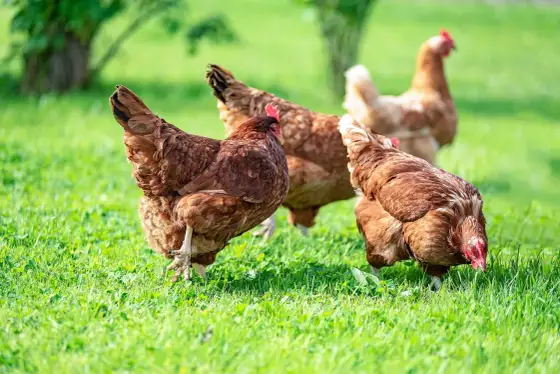 Huhn hat Atemnot - Ursachen erkennen & richtig handeln