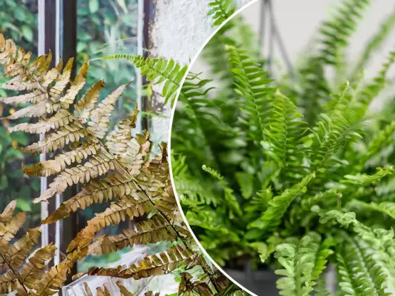 Paprotka usycha? Uratuj ją! 5 przyczyn i szybkie rozwiązania
