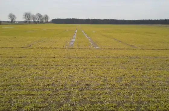 Jęczmień w polu - Jak rozpoznać go szybko i pewnie?