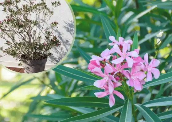 Oleander w donicy - Jak dbać o krzew, by obficie kwitł?