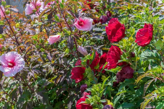 Planter un hibiscus - Le guide complet pour une floraison réussie