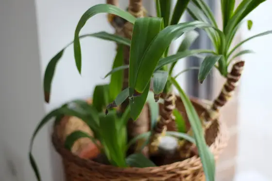 Yucca tronc mou - Sauver votre plante, éviter la pourriture