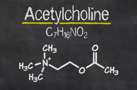 Acetylocholina - Jak działa, co reguluje i kiedy się psuje?