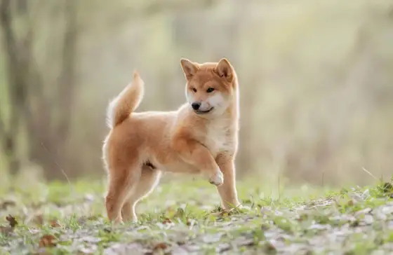 Shiba inu - carácter, cuidados y compatibilidad con tu hogar