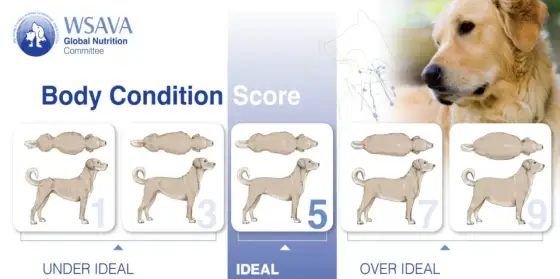 État corporel du chien - savoir lire le bon score