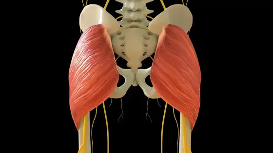 Gluteus maximus verstehen - Anatomie, Funktion und Training