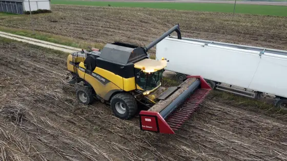 Uprawa słonecznika - Jak osiągnąć stabilny plon i jakość?