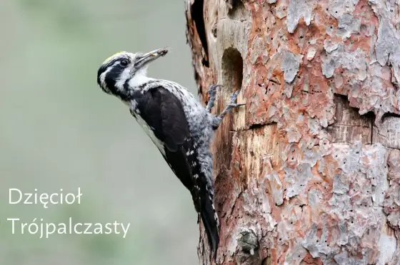 Jak rozpoznać dzięcioła? Cechy, gatunki i najczęstsze pomyłki
