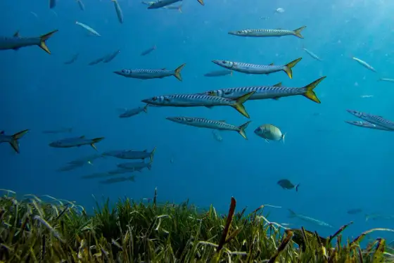 Fauna Cabo de Gata - Qué ver y cómo disfrutarla al máximo
