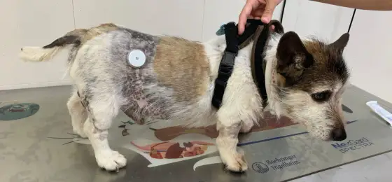 Diabetes en perros - signos, tratamiento y urgencias