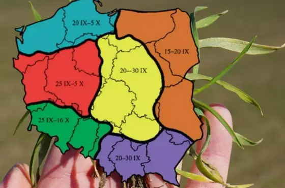 Kiedy siać buraki? Optymalny termin siewu dla każdego gatunku