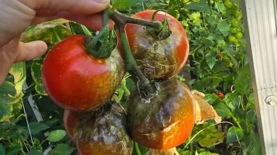 Choroby pomidora w tunelu - Jak ratować plon?