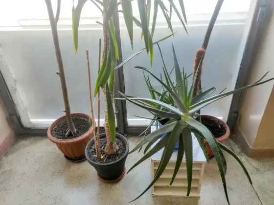 Czy aloes jest trujący dla kota - Poznaj objawy i pierwszą pomoc