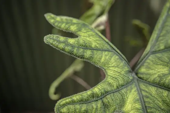 Alocasia Jacklyn - Pielęgnacja bez zgadywania. Poznaj sekrety!