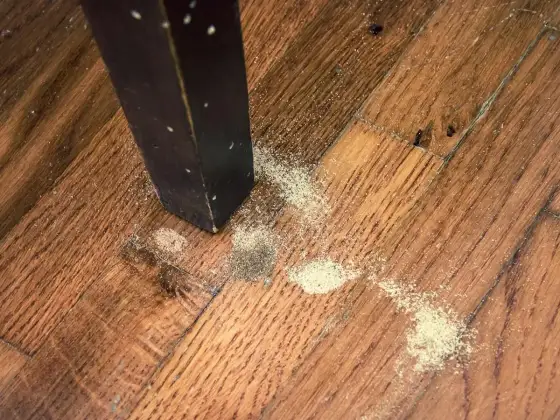 Tarli nel parquet, come riconoscerli e riparare i danni