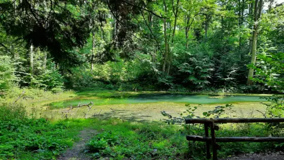 Beskidzkie Morskie Oko - Jak dojść i kiedy woda wygląda najlepiej?