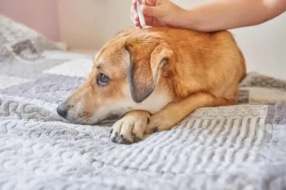 Desparasitar Perros - ¿Cada Cuánto? Guía por Edad y Riesgo
