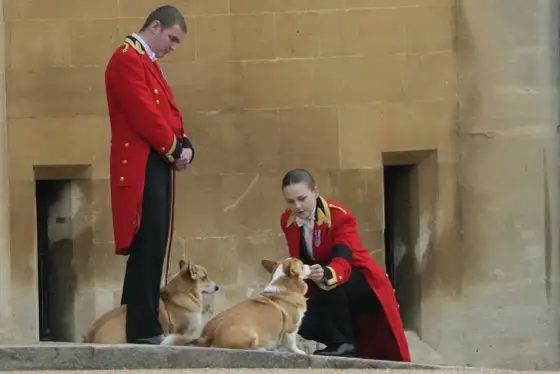 Corgi królowej Elżbiety - Czy to pies dla Ciebie?