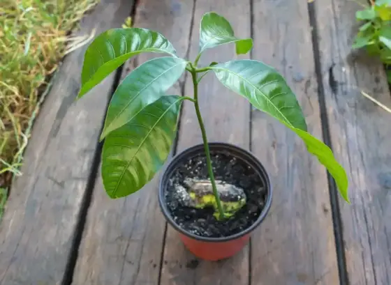 Mango z pestki - Hodowla krok po kroku. Czy to ma sens?