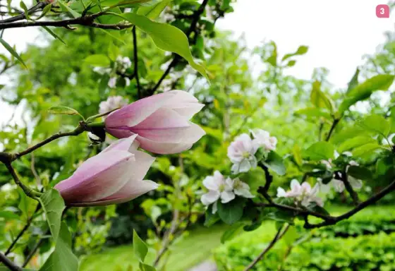 Rätt jord till magnolia - Så lyckas du med blomningen!