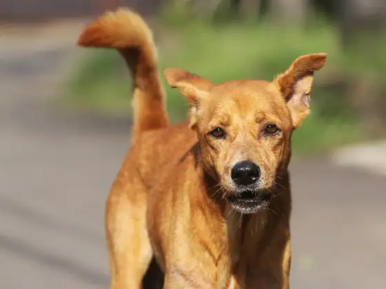 Berger Créole - Guide complet avant l'adoption