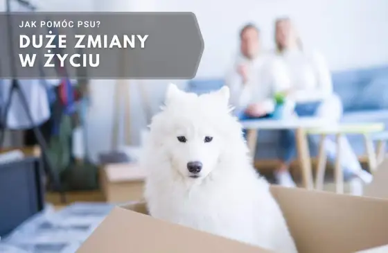 Pies po zmianie opiekuna – jak mu pomóc?