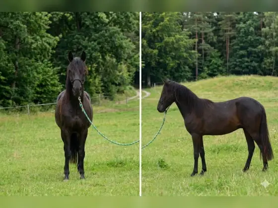 Paso Fino - płynny chód i komfort, które wyróżniają rasę