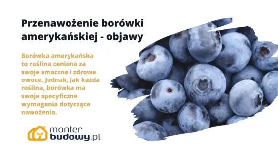 Borówka przenawożona? Rozpoznaj objawy i uratuj krzew!