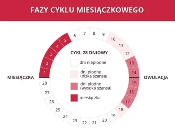 Miesiączka co 24 dni: Czy to normalne? Przyczyny i płodność