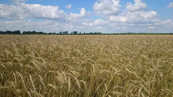 OrCal - Czy to wapno uratuje Twoje plony? Sprawdź!