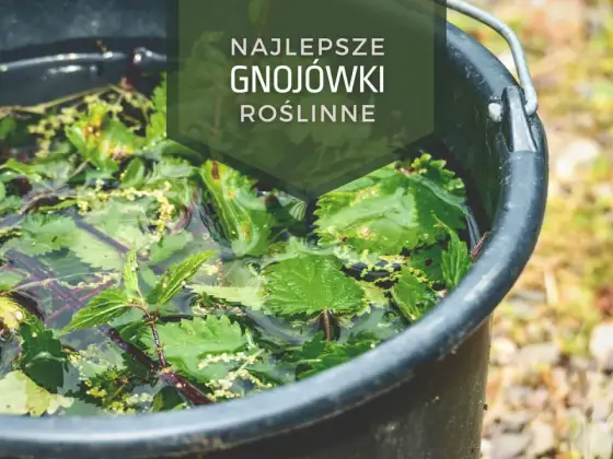 Gnojówka, gnojowica i ferment roślinny - jak stosować je bez błędów