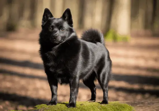 Perros negros - razas, cuidados y cómo elegir bien