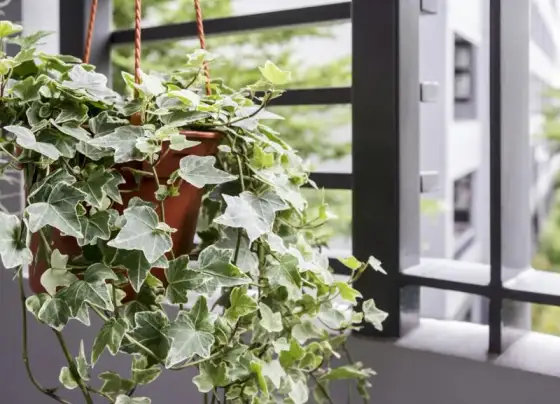 Jakie rośliny na balkon całoroczne wytrzymają każdą pogodę?