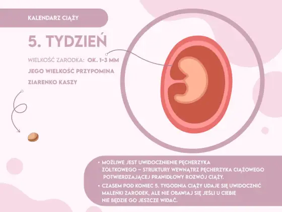 Czy w 5 tygodniu lekarz potwierdzi ciążę? Sprawdź, co warto wiedzieć