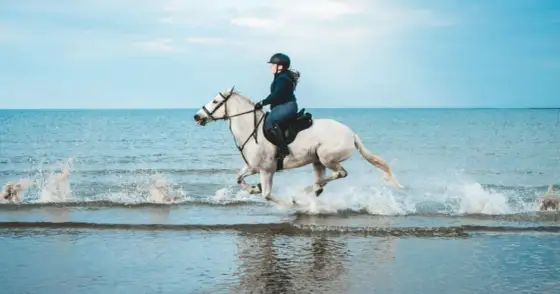 Passeggiata a cavallo sul mare - Guida completa all'esperienza