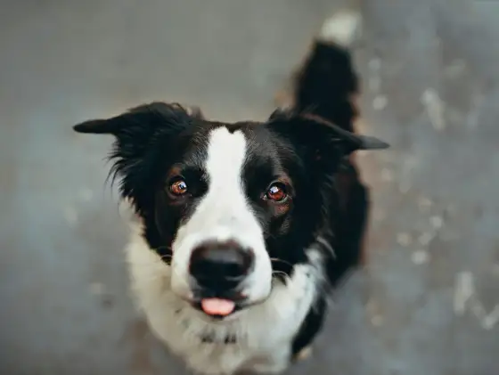 Border Collie santé - yeux, épilepsie et hanches à surveiller