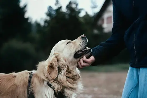 Trygg omplacering av hund - Så lyckas du med processen