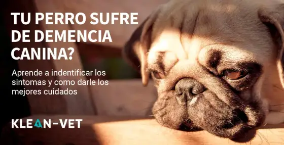 ¿Demencia senil en perros? Señales y cuidados que ayudan
