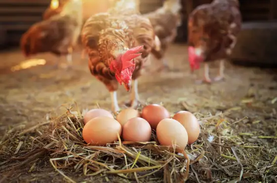 Huhn oder Ei - Die wahre Antwort für Hof & Haltung