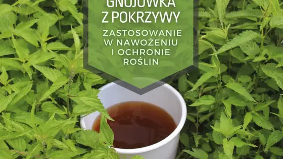 Wywar z pokrzywy do podlewania kwiatów - Jak robić to bezpiecznie?