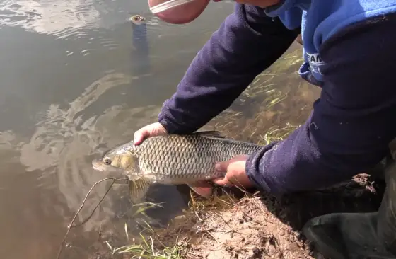 Spławik na chleb z powierzchni rzeki - Jak łowić klenie i jazie?