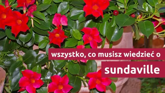 Zimowanie sundaville - Cięcie i pielęgnacja krok po kroku