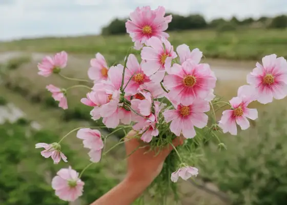 Buskkrasse i kruka - Så lyckas du med blomning!