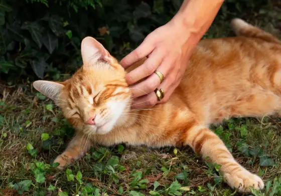 Chat qui ne boit pas - 6 astuces pour l'hydrater et quand s'inquiéter