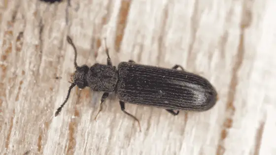 Insectes xylophages dans le bois - que faire ?