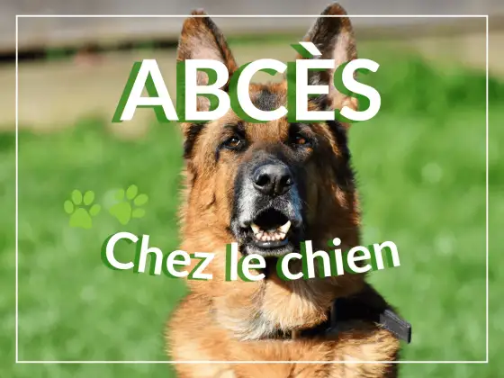 Abcès chez le chien - Causes, traitements et prévention efficace