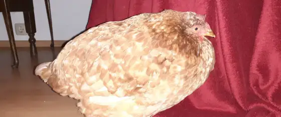 Verstopfter Kropf beim Huhn - Symptome, Ursachen & Hilfe