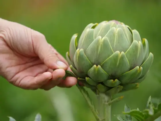 Artischocken anbauen - So gelingt die Ernte im eigenen Garten!