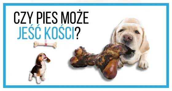 Kości dla psa - Czy są bezpieczne? Prawda i alternatywy